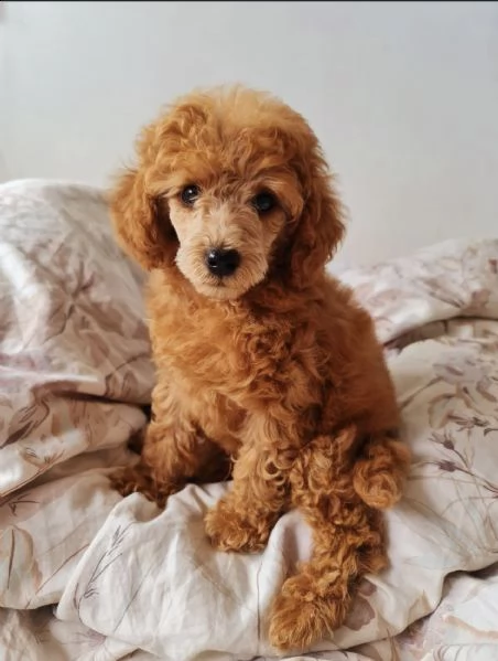 dolce !!!!!!! regalo barboncino toy 