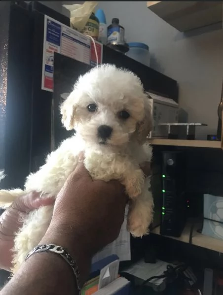 regalo maltese toy……….. | Foto 0