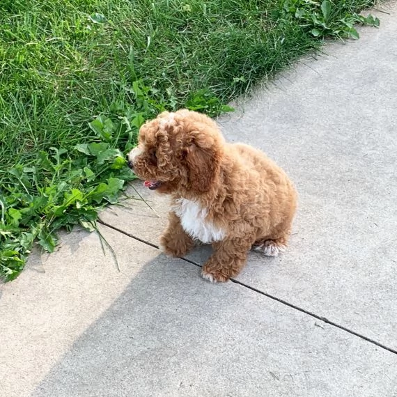 regalo abbiamo cuccioli di barboncino