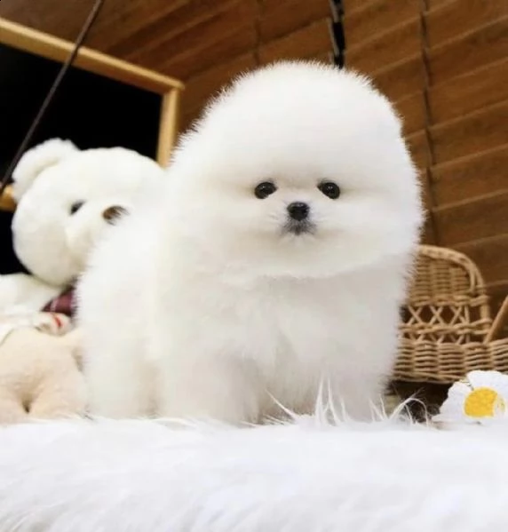 disponibile pomeranian mini mini toy regalo 