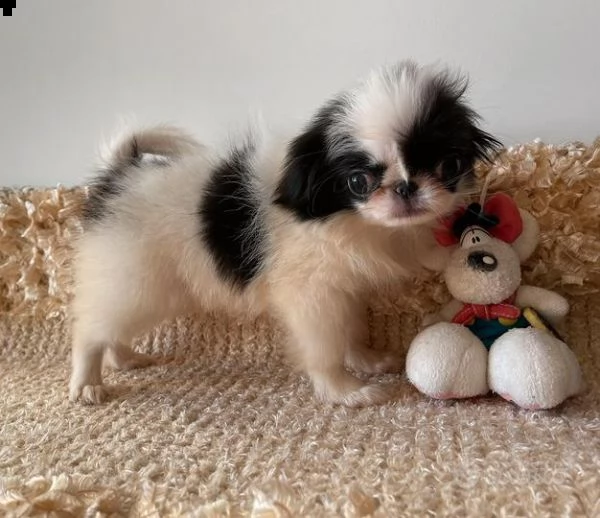 chin femmina con pedigree e cuccioli chihuahua