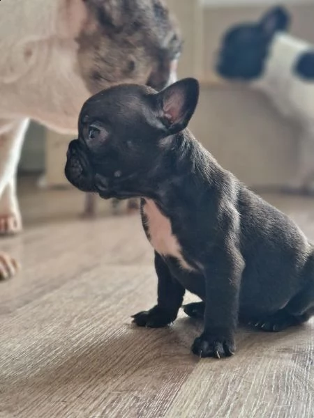 bulldog francese  cucciolo