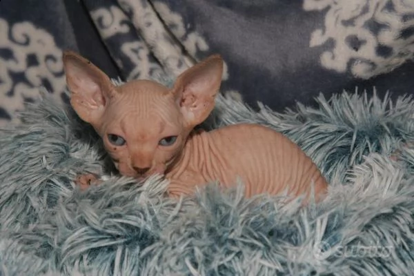 cuccioli di razza sphynx