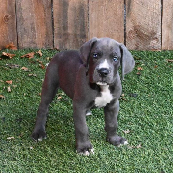 regalo adorabili cuccioli alano femminucce e maschietti
