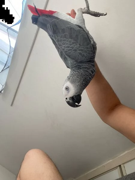 pappagallo grigio | Foto 3
