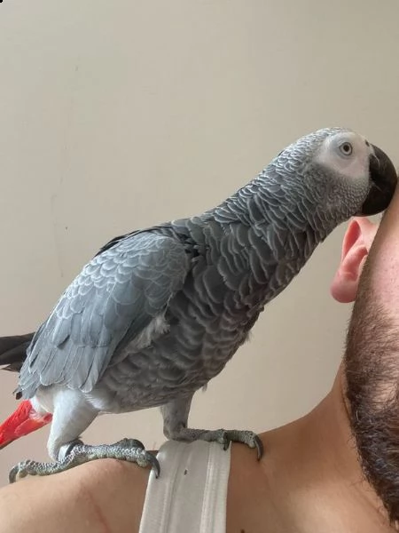pappagallo grigio | Foto 2