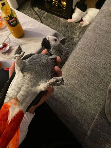 pappagallo grigio | Foto 1