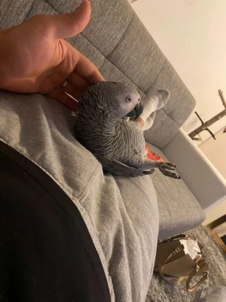 pappagallo grigio | Foto 0