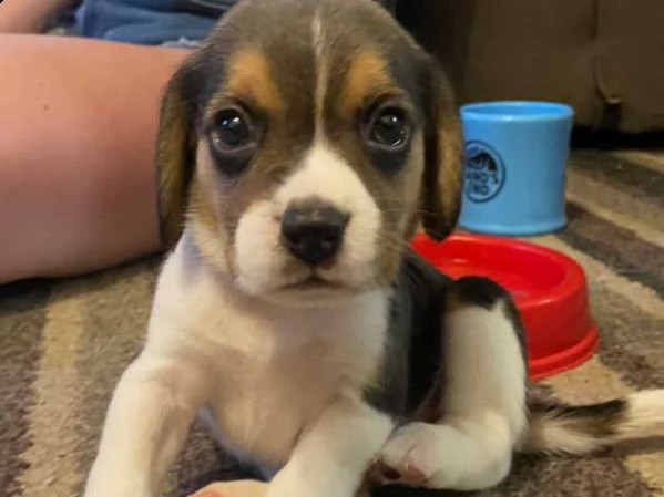 disponibili cuccioli di beagle | Foto 1