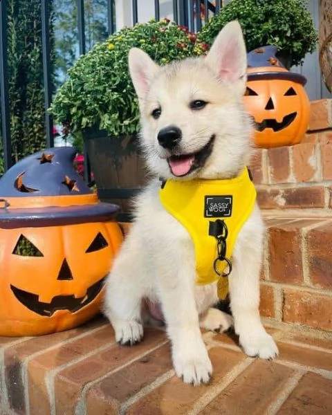 regalo pomsky cuccioli meravigliosi ! 