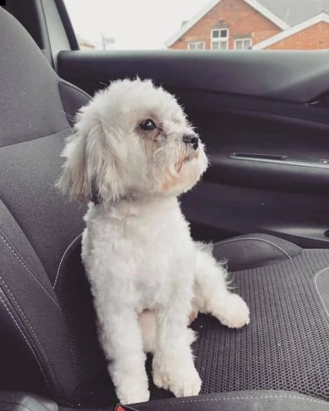 regalo shih-poo cuccioli meravigliosi ! 