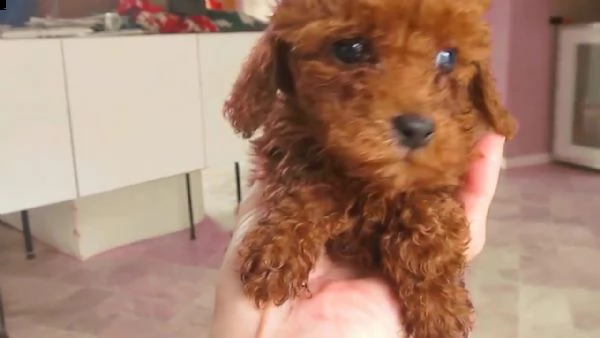 cuccioli di barboncino toy!!!