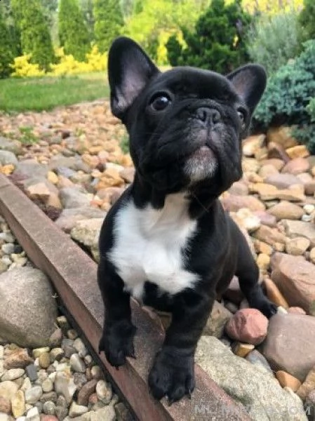 vendo cuccioli di bulldog francese super carini