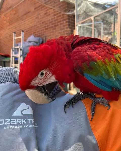 pappagalli regalo | Foto 2