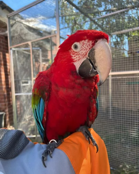 pappagalli regalo | Foto 0