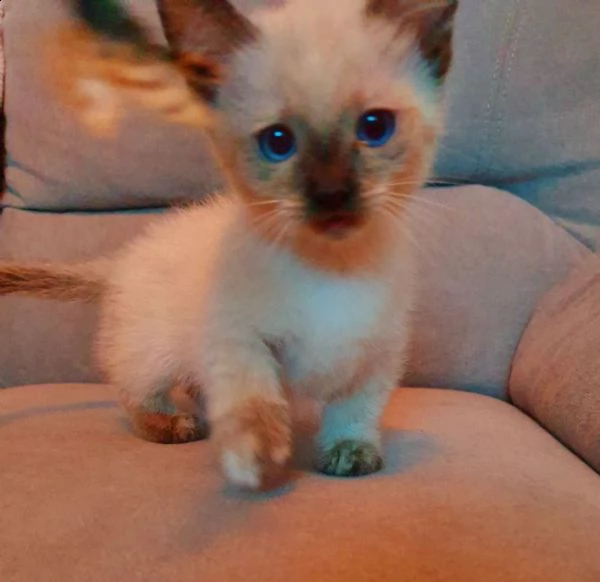 gattini munchkin occhi blu