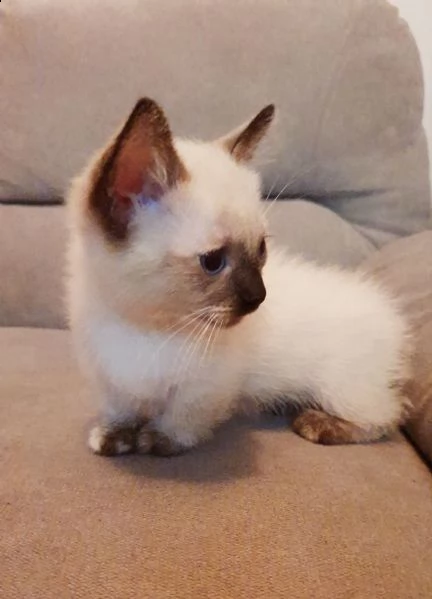 gattini munchkin occhi azzurri