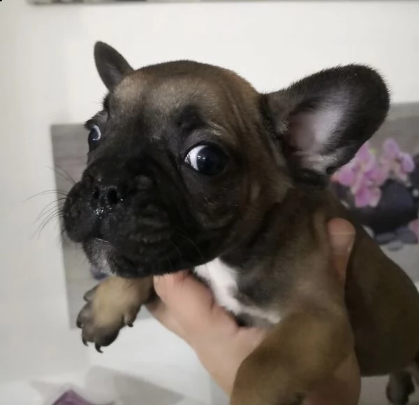 regalo francese mini toy | Foto 0