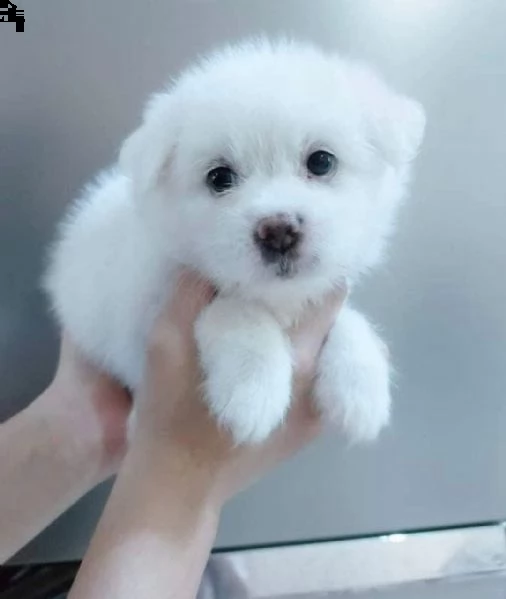 regalo barboncino mini toy,,,,,