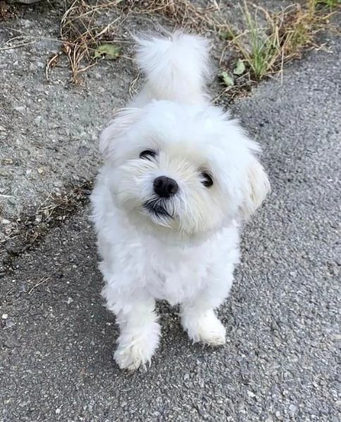 regalo maltese mini toy 