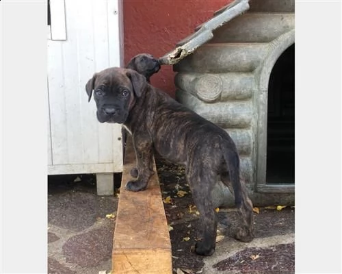  cuccioli cane corso 1