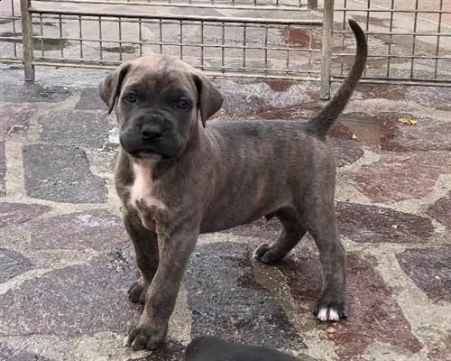  cuccioli cane corso 2