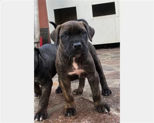  cuccioli cane corso 23