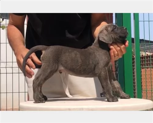  cuccioli cane corso 4
