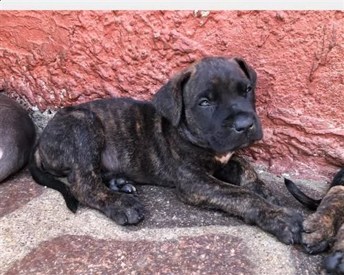  cuccioli cane corso 5