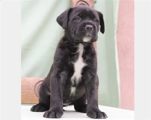  cuccioli cane corso 7