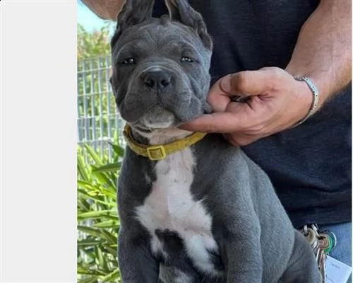  cuccioli cane corso 9a