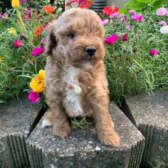 regalo abbiamo cuccioli di barboncino | Foto 0