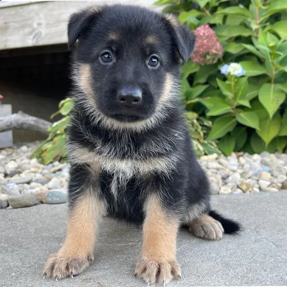regalo cuccioli pastore tedesco
