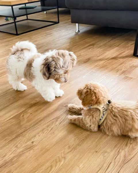 barboncino toy maschio