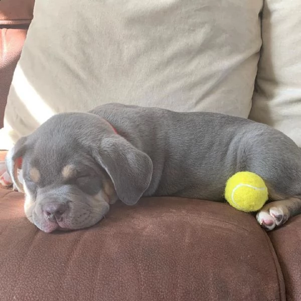 kylo ha 10 settimane e ama giocare con i bambini e altri animali domestici | Foto 1