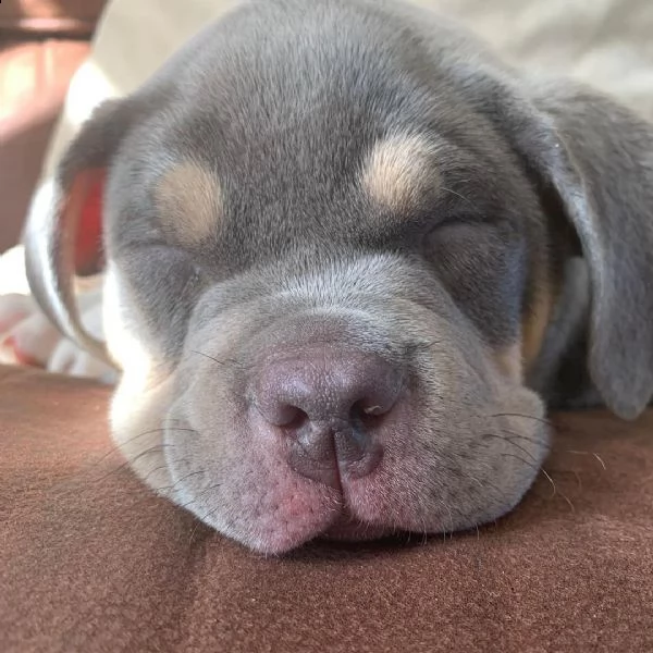 kylo ha 10 settimane e ama giocare con i bambini e altri animali domestici | Foto 0