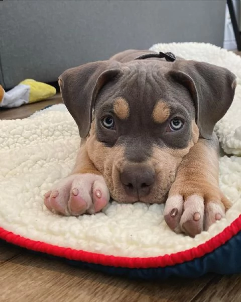 vendita cuccioli pitbull naso rosso