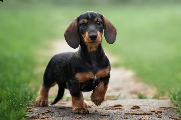 maschio e femmina adorabili cuccioli di bassotto maschio