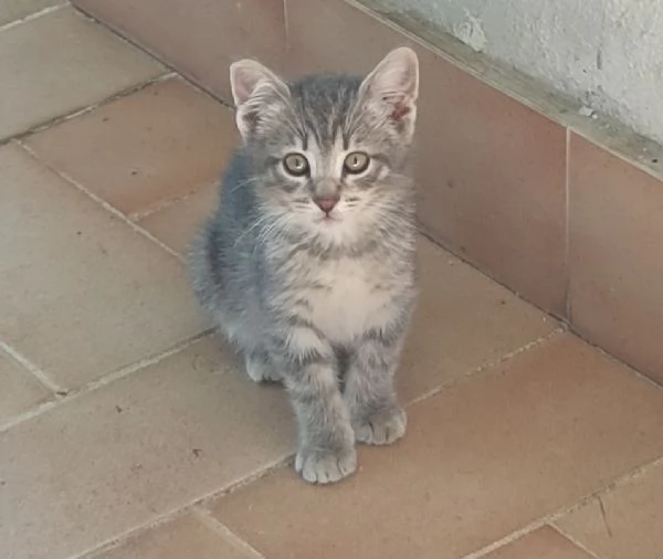 Gattini di due mesi in adozione  | Foto 3