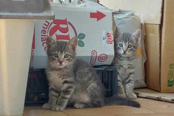 Gattini di due mesi in adozione  | Foto 2