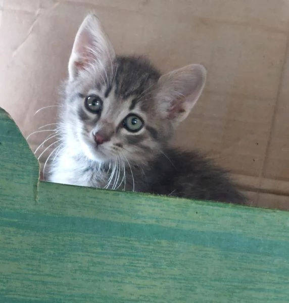 Gattini di due mesi in adozione  | Foto 1