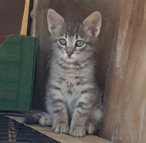 Gattini di due mesi in adozione  | Foto 0