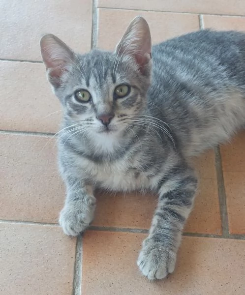 Gattino di 3 mesi in adozione  | Foto 2