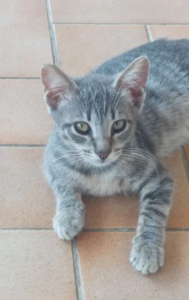 Gattino di 3 mesi in adozione  | Foto 1