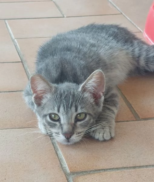 Gattino di 3 mesi in adozione  | Foto 0