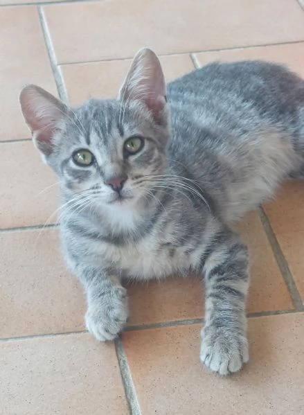 Gattino di 3 mesi in adozione 
