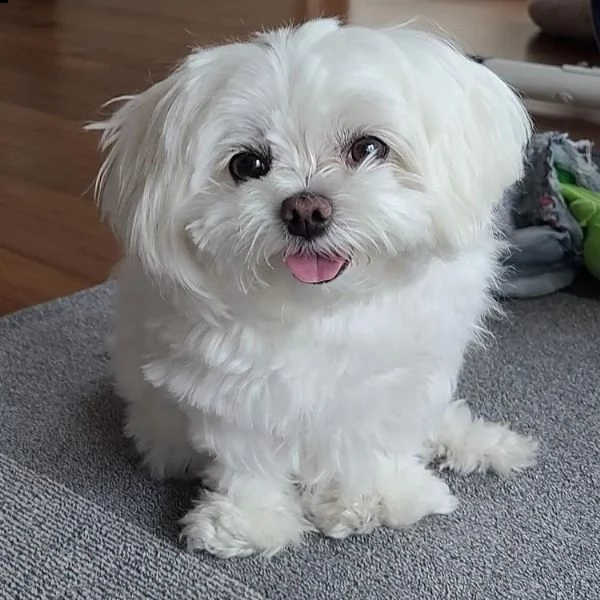 casa di adorabili cuccioli