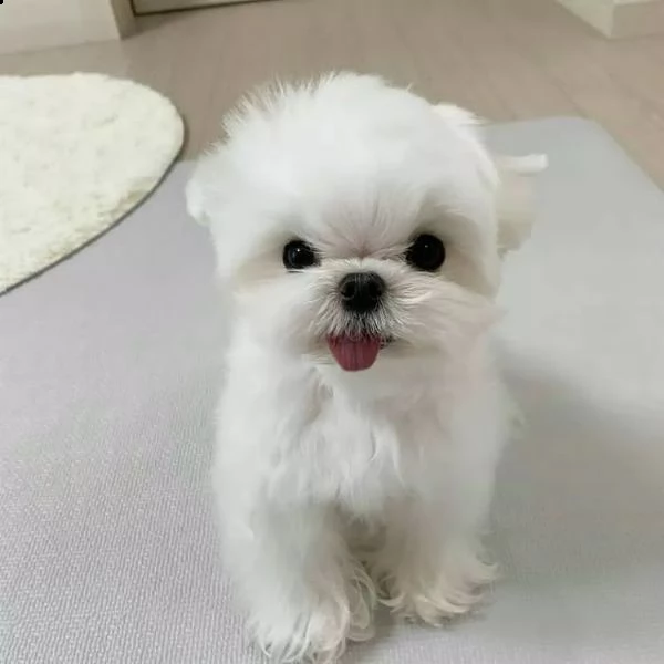 casa di adorabili cuccioli | Foto 1