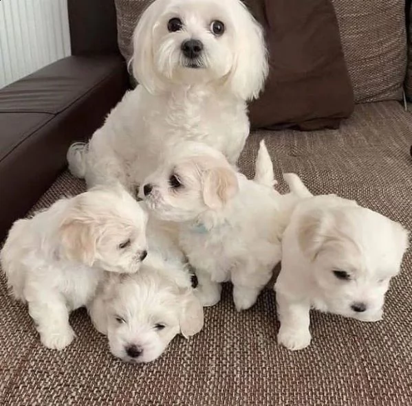 casa di adorabili cuccioli | Foto 0