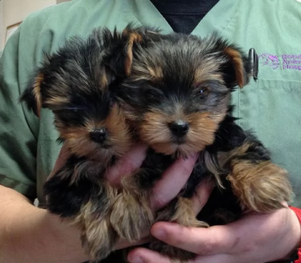  cucciolo regalo yorkshire.  | Foto 0